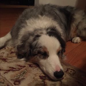 Meet your Posher, Annie